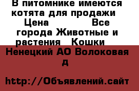 В питомнике имеются котята для продажи › Цена ­ 30 000 - Все города Животные и растения » Кошки   . Ненецкий АО,Волоковая д.